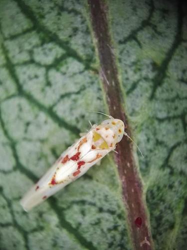 Zygina rorida